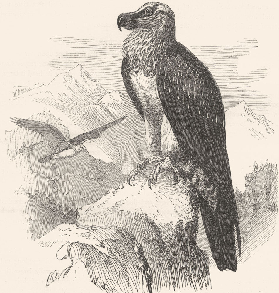 RAPTORIAL VULTURE. Bearded, Lammergeier c1870 old antique print picture